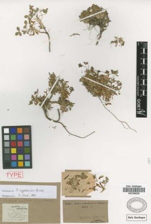 Trifolium cryptoscias Griseb. [lectotype]