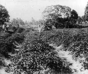 Anbau von Süßkartoffeln. Kilwa. D.O.A.