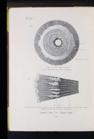 Organon visus. Iris. Corpus ciliare.