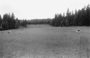 Wildwiese : Blick über eine Wildwiese mit Wald, vermutlich bei Vogelsgrün