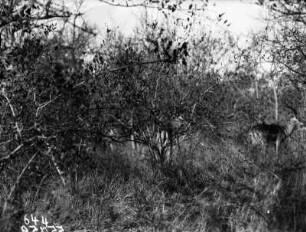 Impala : Eine Schwarzfersenantilope im Dickicht des Krüger-Nationalparks