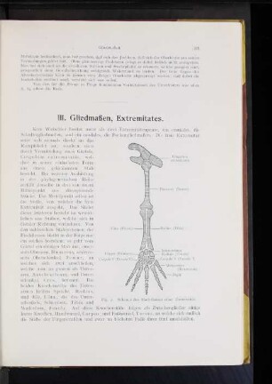 III. Gliedmaßen, Extremitates.