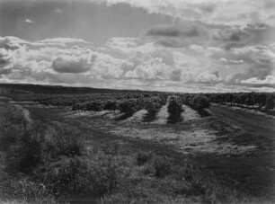 Plantage : Obstbäume auf einer Plantage