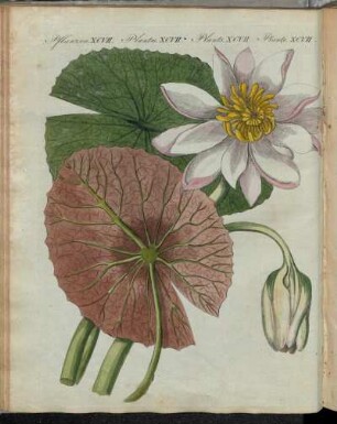 No. 65. Pflanzen XCVII. Die Ächte Lotus-Pflanze.