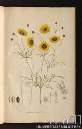 [Tab. 43.] Calliopsis bicolor Reich.