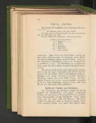 Kehlkopf, Trachea und Bronchen