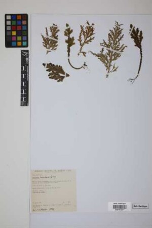 Selaginella haenkeana Spring