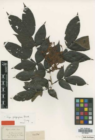 Inga ciliata Poepp. & Endl. [type]
