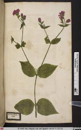 Ocimastrum rubrum.
