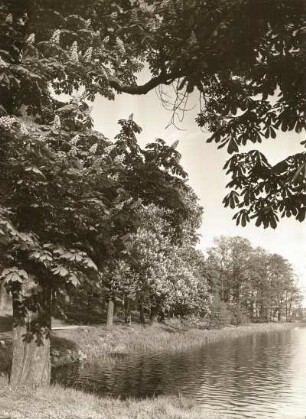 Moritzburg. Blühende Kastanien am Schlossteich