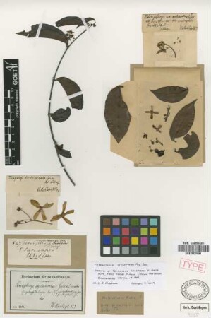 Tetrapterys squarrosa (Griseb.) Griseb. f. Nied. ovata[syntype]