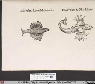 Pisces volans Lacus Moscouitici / Piscis volans ex Olao Magno.