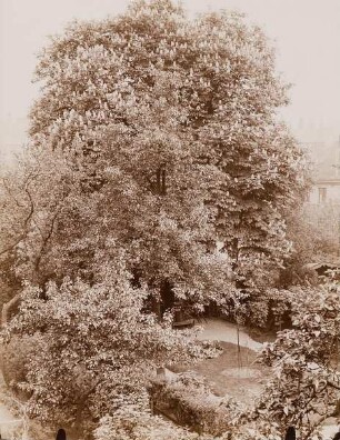 Kastanienbaum in Brockes-Garten am Besenbinderhof