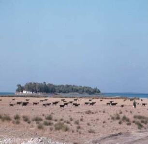 Akarnanien, Ziegenherde in den Sanddünen am Ambrakischen Golf (Akarnanien)
