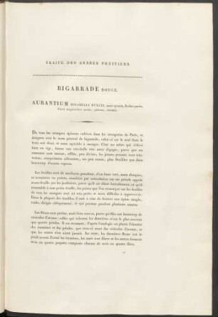 Bigarrade Douce. Aurantium Bigarella Dulcis ...