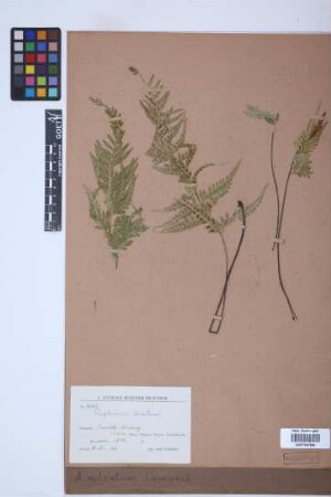 Asplenium sulcatum Lam.