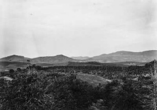 Hügellandschaft : Blick in eine hügelige Landschaft. Im Mittelgrund eine Plantage.