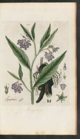 141. Symphitum officinale