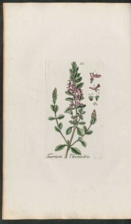 101. Teucrium Chamaedrys