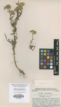Achillea tomentosa L.