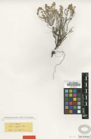 Thymus sipyleus Boiss. [type]