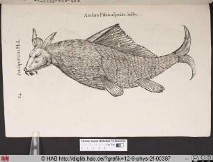 Andura Piscis aspectu suillo.