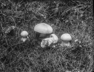 Lila Dickfuß : Lila Dickfuß (Cortinarius traganus Fries).