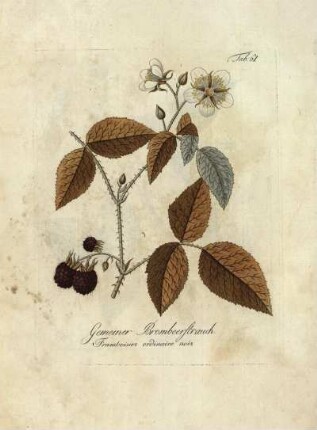 Tab. 61. Gemeiner Brombeerstrauch [...]