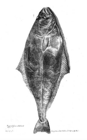 Tab F6