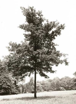 Traubeneiche (Quercus petraea, Syn.: Q. sessilis, Q. sessiliflora), auch Wintereiche im Großen Garten in Dresden
