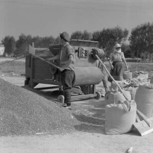 Auf dem Druschplatz der Landwirtschaftlichen Produktionsgenossenschaft „Georgi Dimitroff“ in Razhevo Konare