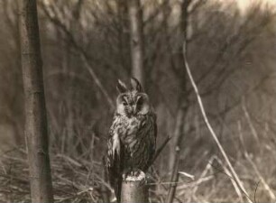 Waldohreule (Asio otus), gefangener Vogel