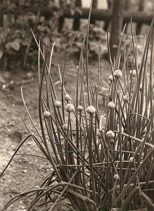 Schnittlauch (Allium schoenoprasum)