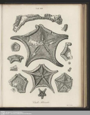 Tab. XXII. Chalk Asteriadae