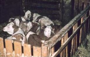 Fotografie: Tierproduktionsverfahren, Kalb, Gruppenhaltung, Einstreu