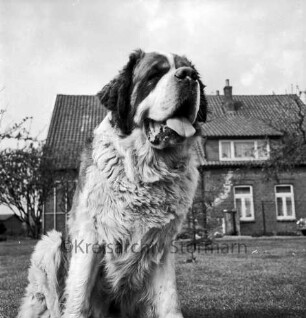 Bernhardinerzucht Heldt: Siegerhund "Astor vom Heldenhof" auf Rasen: hinten Wohnhaus und Bäume