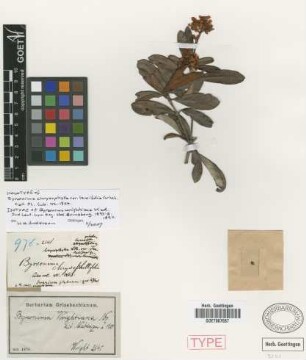 Byrsonima wrightiana Nied.