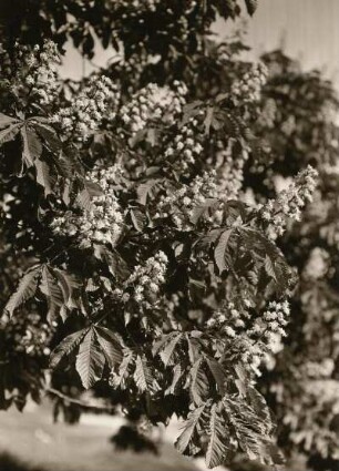 Gewöhnliche Rosskastanie (Aesculus hippocastanum), auch Gemeine Rosskastanie oder Weiße Rosskastanie. Blühender Zweig