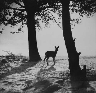 Archivfotografie "motive_tiere_wild_damwild_361"