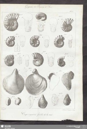Pl. VI.