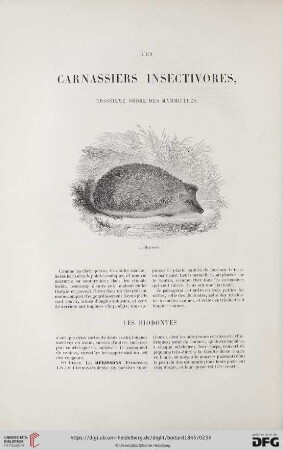 Les carnassiers insectivores, troisième ordre des mammifères