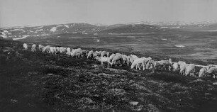 Archivfotografie "motive_tiere_wild_rentiere_3531"
