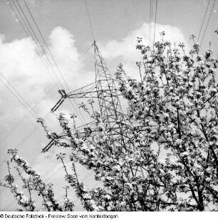 Frühling; Baumblüte Borthen Kauscha