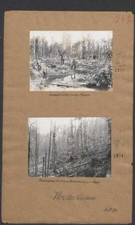 Zerschossener Wald am Hartmannsweilerkopf