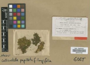 Callicostella papillata (Mont.) Mitt. fo. longifolia M.Fleisch.[type]