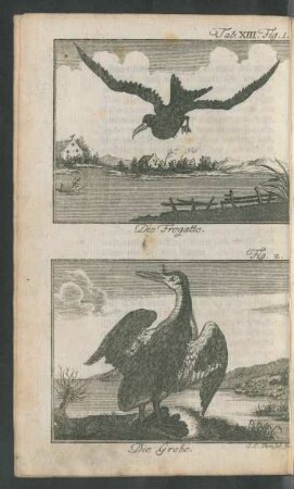 Tab. XIII. Fig. 1. Die Fregatte. Fig. 2. Die Grebe