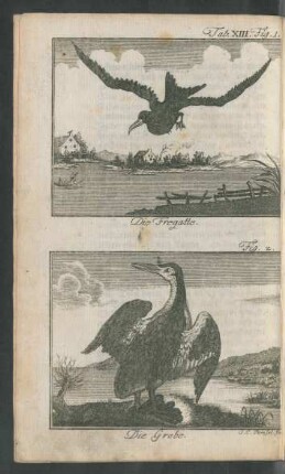 Tab. XIII. Fig. 1. Die Fregatte. Fig. 2. Die Grebe