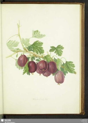Wilmot's Early Red