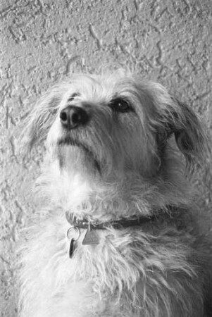 Anleinpflicht für Hunde wegen Tollwutgefahr im Stadtteil Rüppurr