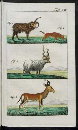 Taf. XIV. Fig. 1. - 4.